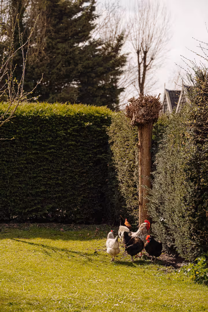 Chickens on the lawn beside a tall trimmed hedge and a pollarded tree in the villa garden